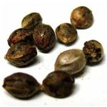 Семена марихуаны АК-47  (Seeds AK-47) в Сыктывкаре